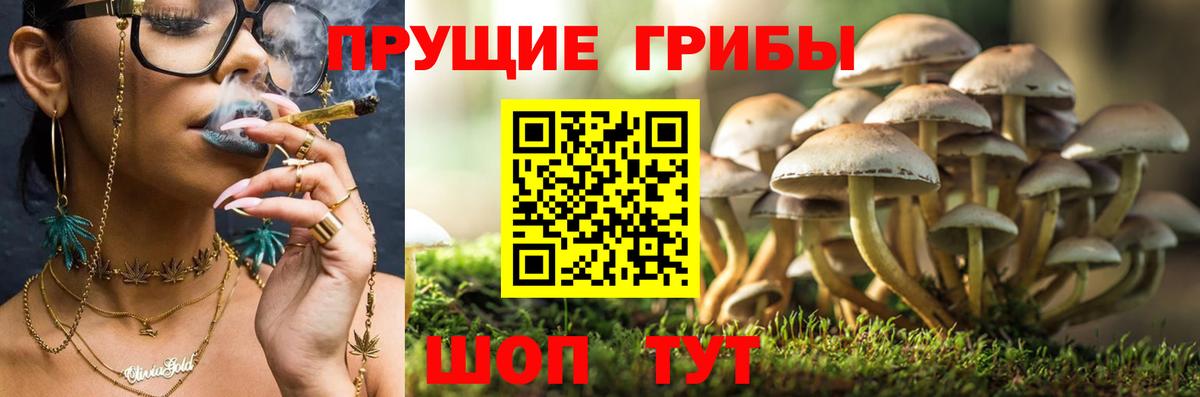 Галлюциногенные грибы Psilocybine cubensis Сарапул